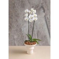 Double white orchid on ceramic base